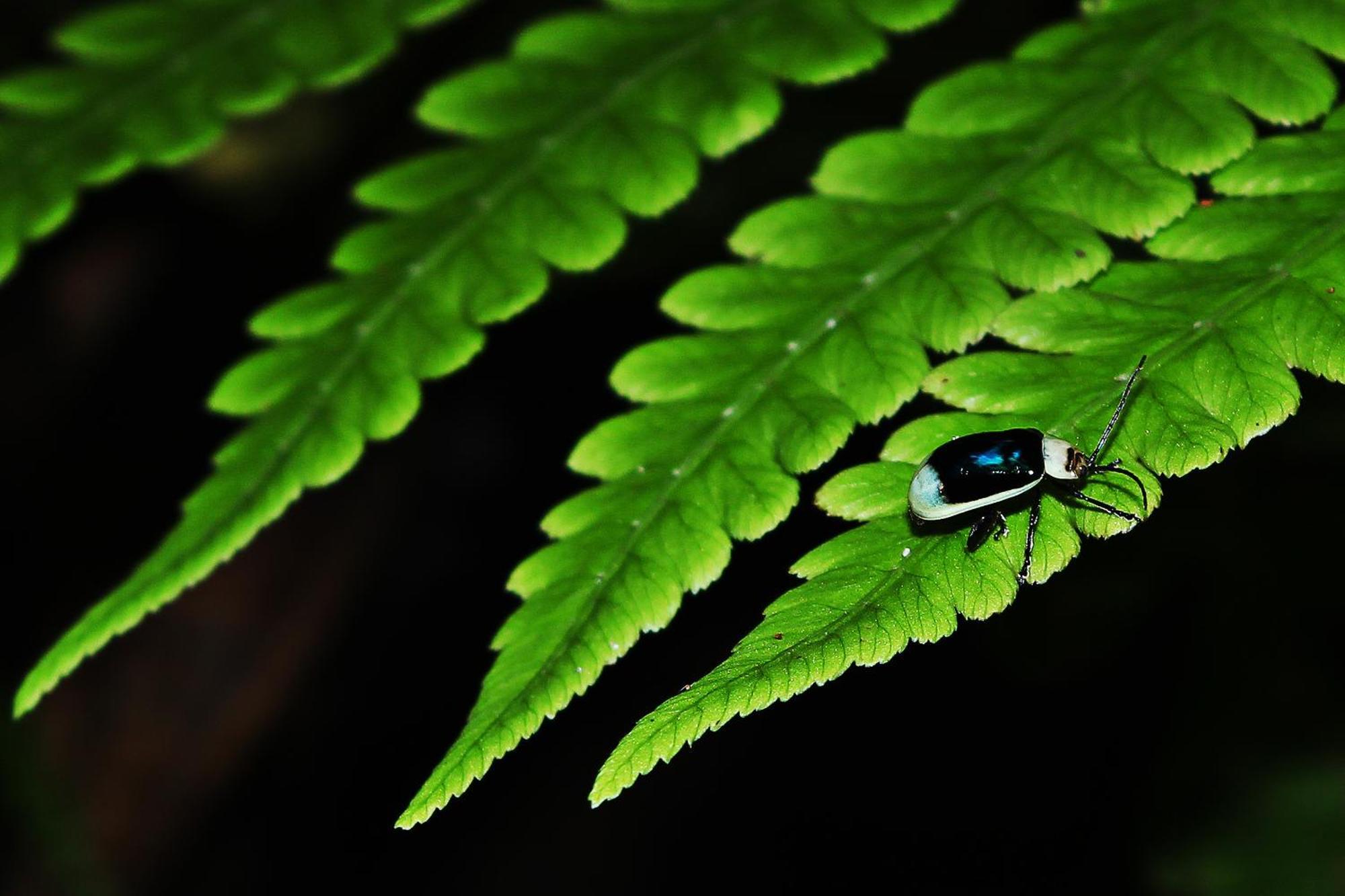Mindo Green House Luaran gambar