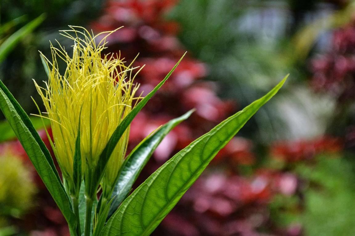 Mindo Green House Luaran gambar